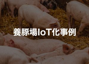 養豚場IoT化事例